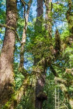 Fairy tale forest Foto stock