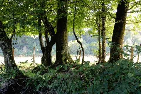 A Fairy Tale Forest Fotos de archivo