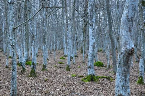 Fairy tale forest Stock Photos