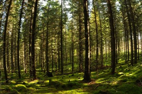 Fairy-tale forest Stock Photos