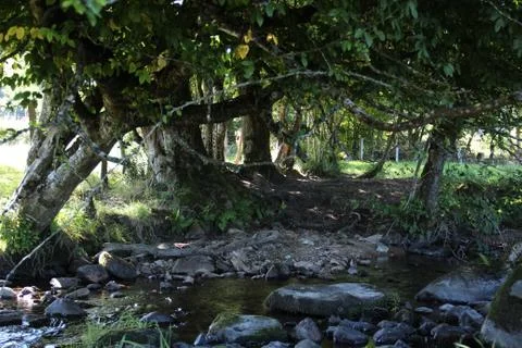 A fairy tale forest with a refreshing stream Fotos de archivo
