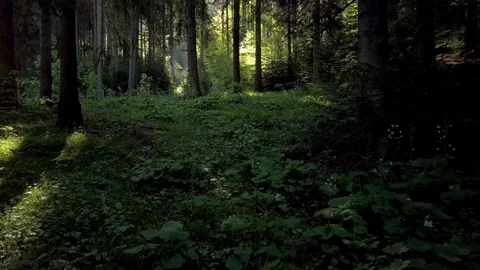 Fairy tale like forest walkthrough with sun rays coming through the trees Video stock 77061390