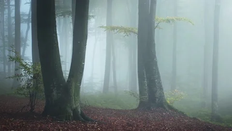 Fairy tale light over a yellow tree in foggy forest Stock Footage 142864009
