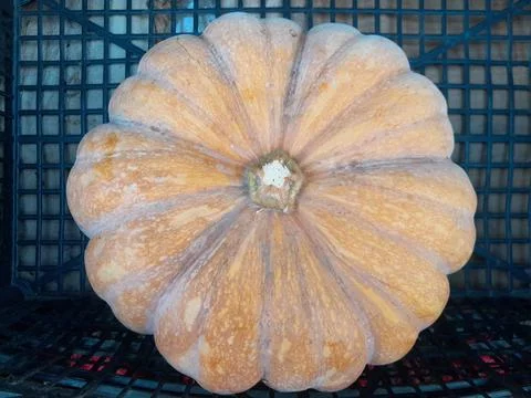Fairy Tale pumpkin raw vegetable food Stockfoto's