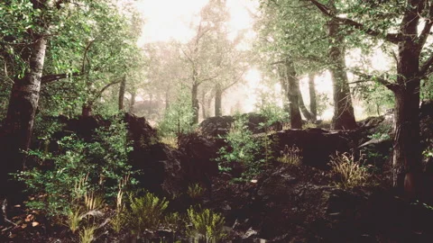 Fairy tale spooky looking woods in a misty day Stock Footage 204714929
