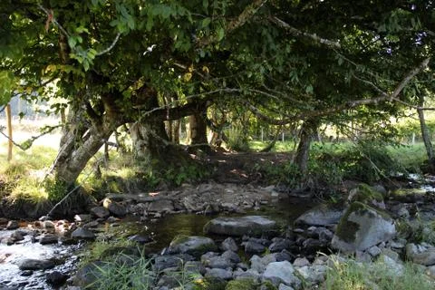 A fairy tale stream Fotos de archivo