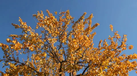 Fairy-tale tree Stock Footage 33195823