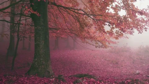 Fairy tale tree with red leaves in foggy forest Stock Footage 143055916