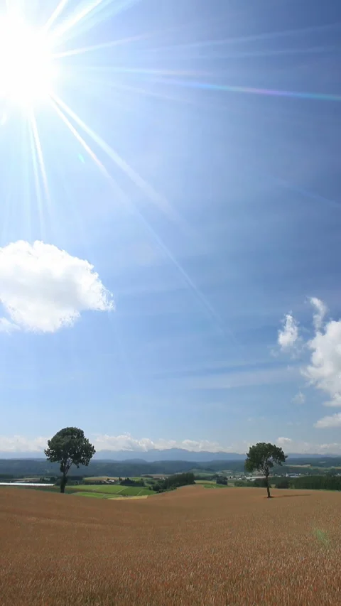 The Fairy Tale Tree, the Wheat Field, the Flowing Clouds, and the Rays of 스톡 동영상 330237531