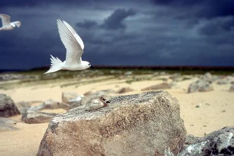 Fairy Tern &amp; Chick Stock Photos