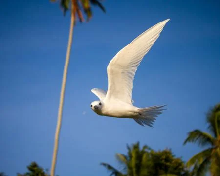 A Fairy tern in flight Stock Photos