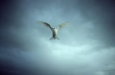 Fairy Tern Stock Photos
