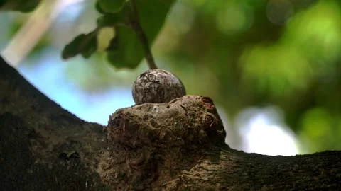 Fairy Terns or white tern (Gygis alba) egg in the nest Video stock 148752734