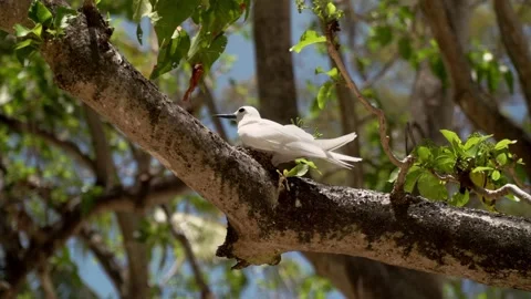 Fairy Terns or white tern (Gygis alba) nesting on a branch Stock Footage 148752759
