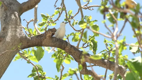 Fairy Terns or white tern orangel tern and white noddy Sitting on a branch Vídeo Stock 148842768