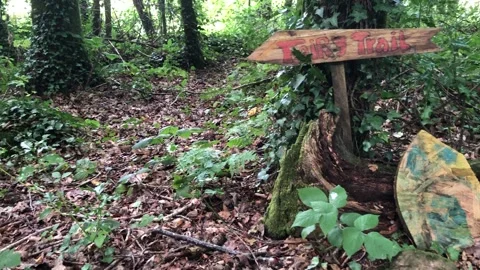 A fairy trail in the woods. Stock Footage 286160377