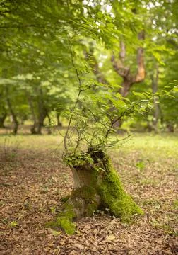 Fairy tree-stamp Stock Photos