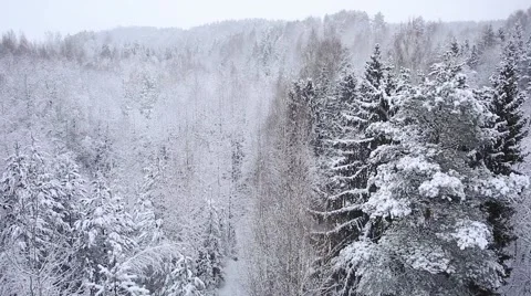 Fairy winter forest Stock Footage 60768941