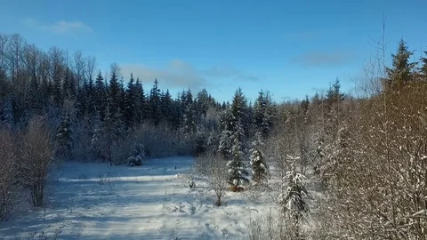 In a fairy winter forest Stock Footage 83434582