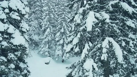 Fairy winter forest. Stock Footage 100661439