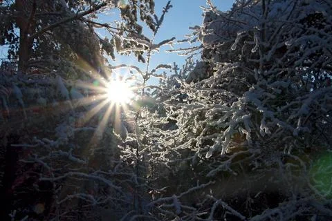 Fairy winter forest Stock Photos