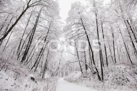 Fairy winter forest in the snow. Winter time. Heavy snowfall. Trees in the .. Stock Photos
