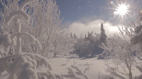 Fairy Winter Trees 動画素材 114326571