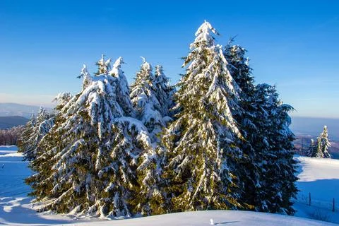 Fairy winter trees Stock Photos