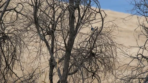 Fairy Wren in a Tree 4K Stock Footage 168344298