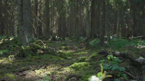 Fairyland forest in 120 fps slow motion gliding through the forest Stock Footage