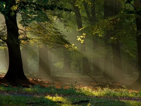 Fairytail forest Stock Photos