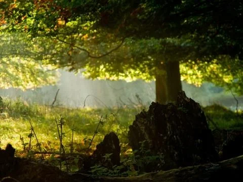 Fairytail forest Stock Photos