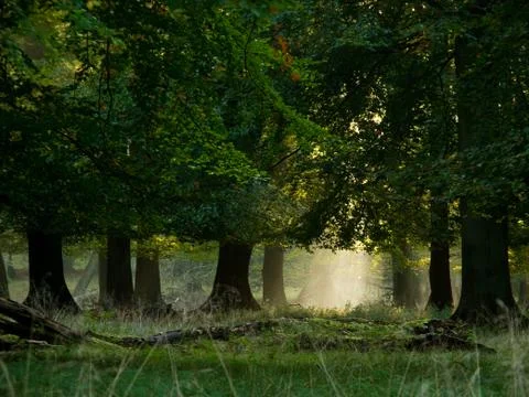 Fairytail forest Foto stock