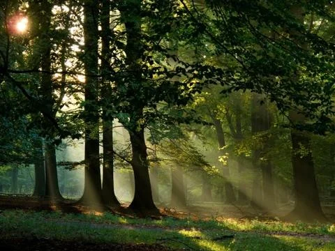 Fairytail forest Stock Photos