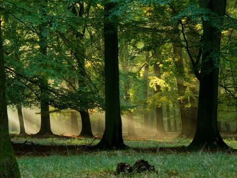 Fairytail forest Stock Photos
