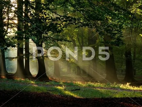 Fairytail forest Stock Photos