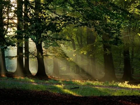 Fairytail forest Stock Photos
