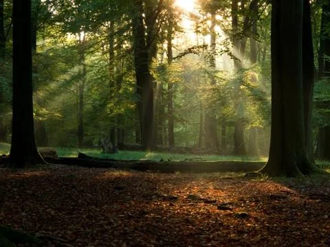 Fairytail forest Stock Photos