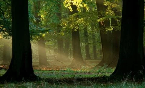 Fairytail forest Stock Photos