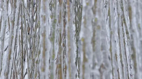 Fairytale background of icy willow tree branches outdoors. Selective focus Stock Photos