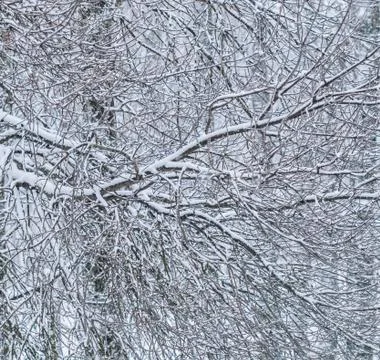 Fairytale fluffy snow-covered trees branches, nature scenery with white snow  Stock Photos