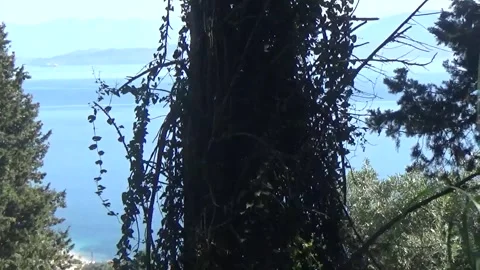 Fairytale forest above sea level Stock Footage 309796830