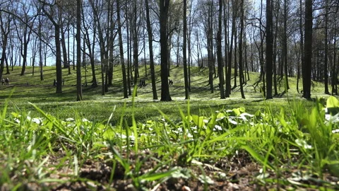 Fairytale forest with bare trees on a green grass carpet Stock Footage 95083461