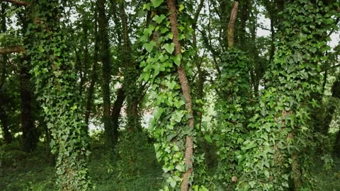 Fairytale forest, charming trees in green foliage, mysterious nature. Video stock 243101540