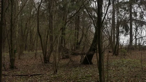 Fairytale forest, forest spruce. Camera movement inside the forest. Video stock 132638246