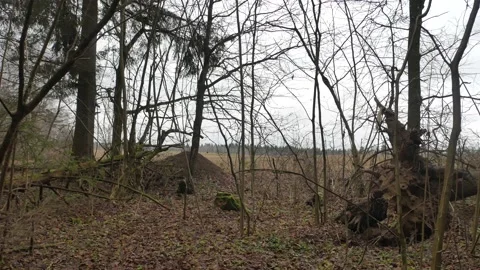 Fairytale forest, forest spruce. Camera movement inside the forest. Video stock 132638820