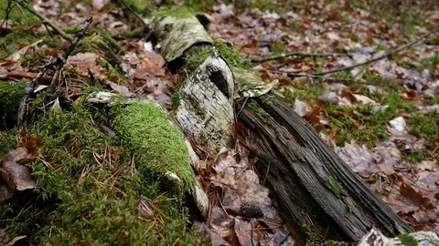 Fairytale forest, green forest. Camera movement inside the forest. Video stock 129450148