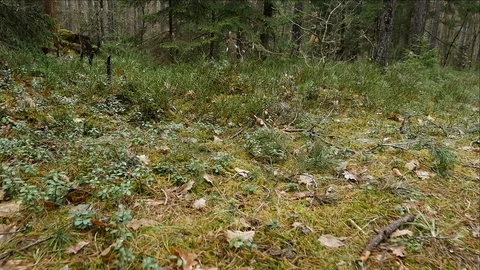 Fairytale forest, green forest. Camera movement inside the forest. Video stock 129452197
