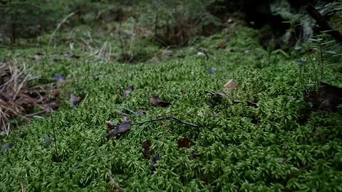 Fairytale forest, green forest, moss. Camera movement inside the forest. Stock Footage 129452652