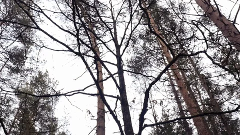 Fairytale forest, green forest, tree crowns. Camera movement inside the forest. Video stock 129450810